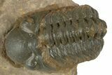 Detailed Reedops Trilobite - Atchana, Morocco #345144-1
